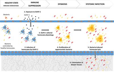 The Pacific Oyster Mortality Syndrome, a Polymicrobial and Multifactorial Disease: State of Knowledge and Future Directions